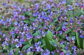 PULMONARIA ANGUSTIFOLIA