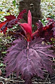 RHEUM PALMATUM ATROSANGUINEUM