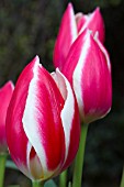 TULIPA CANDY APPLE DELIGHT