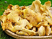 CHANTERELLE (CANTHARELLUS CIBARIUS)