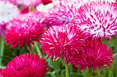 BELLIS PERENNIS MONSTROSA