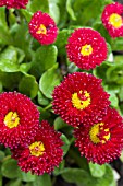 BELLIS PERENNIS TASSO RED