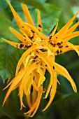 BRASSIA ORANGE DELIGHT