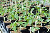 CAPSICUM ANNUUM