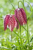 FRITILLARIA MELEAGRIS