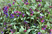 PULMONARIA COTTON COOL