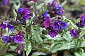 PULMONARIA DIANA CLARE