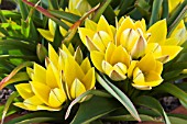 TULIPA URUMIENSIS TITTYS STAR