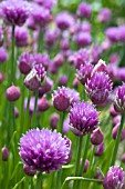 ALLIUM SCHOENOPRASUM