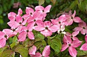 CORNUS KOUSA MISS SATOMI