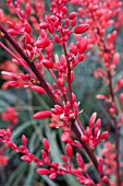 HESPERALOE PARVIFLORA