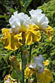 IRIS TOUR-DE-FRANCE