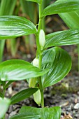 POLYGONATUM HUMILE