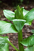 CARDIOCRINUM GIGANTEUM