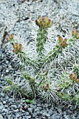 CYLINDROPUNTIA WHIPPLEI