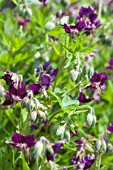 GERANIUM PHAEUM VAR PHAEUM