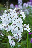 HESPERIS MATRONALIS