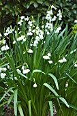 LEUCOJUM AESTIVUM GRAVETYE GIANT