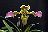 PAPHIOPEDILUM HIRUTISSIMUM