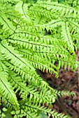 ADIANTUM PEDATUM