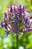 ALLIUM CRISTOPHII