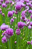 ALLIUM SCHOENOPRASUM