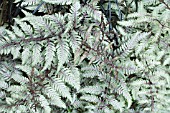 ATHYRIUM NIPONICUM VAR PICTUM