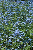 BRUNNERA MACROPHYLLA JACK FROST