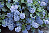 CEANOTHUS THYRSIFLORUS