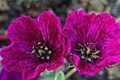 GERANIUM CINEREUM PURPLE PILLOW