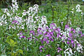 HESPERIS MATRONALIS