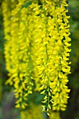 LABURNUM AMAGYROIDES VOSSII