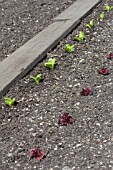 LETTUCE PLANTING