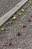 LETTUCE PLANTING