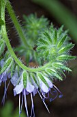 PHACELIA TANACETIFOLIA