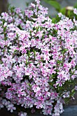 PHLOX SUBULATA KIMONO