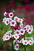 PRIMULA MILLERS PINK