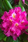 RHODODENDRON FANTASTICA