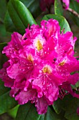 RHODODENDRON FANTASTICA