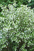 STAPHYLEA COLCHICA