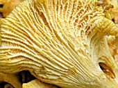 CHANTERELLE (CANTHARELLUS CIBARIUS)