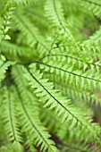 ADIANTUM PEDATUM