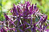 ALLIUM CRISTOPHII