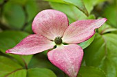 CORNUS KOUSA MISS SATOMI