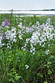 HESPERIS MATRONALIS