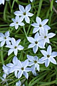 IPHEION UNIFLORUM