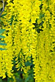 LABURNUM AMAGYROIDES VOSSII