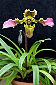 PHRAGMIPEDIUM OLAF GRUSS