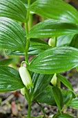 POLYGONATUM HUMILE