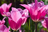 TULIPA CHINA PINK